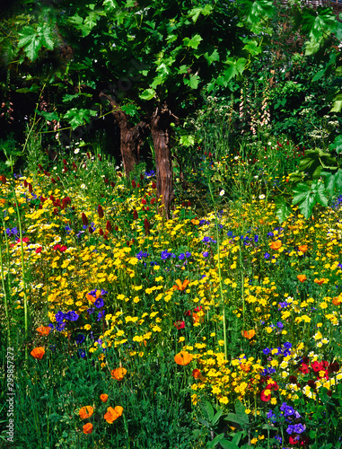 Fototapeta Naklejka Na Ścianę i Meble -  Colourful Californian flower border making an impressive display of assorted flowers and colours