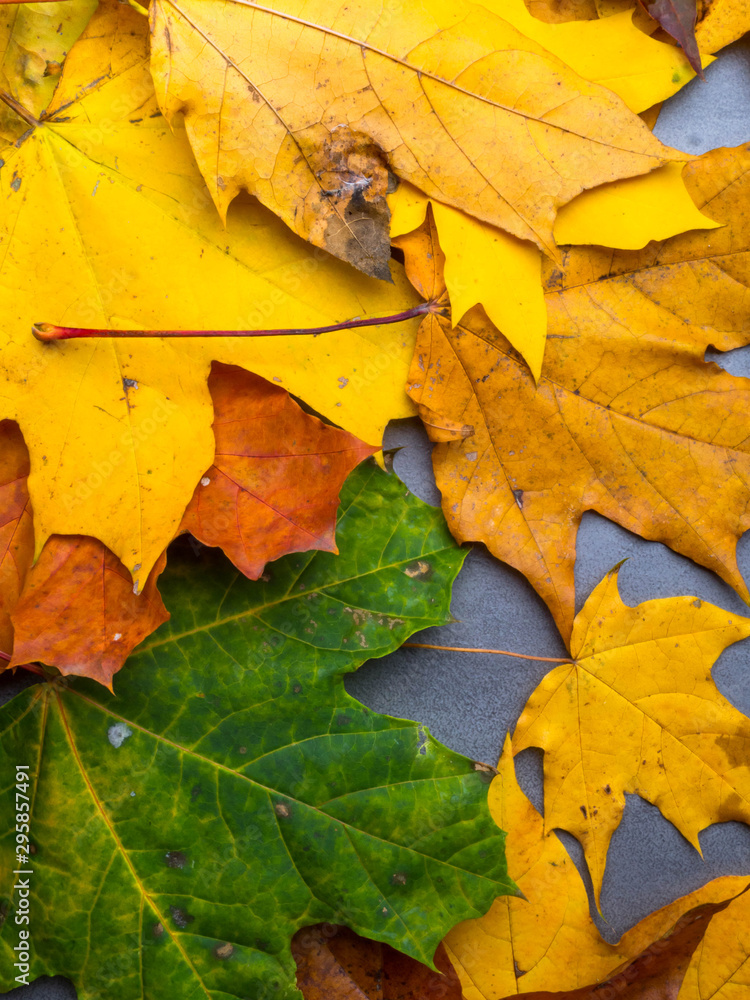 colorful, bright autumn foliage close up