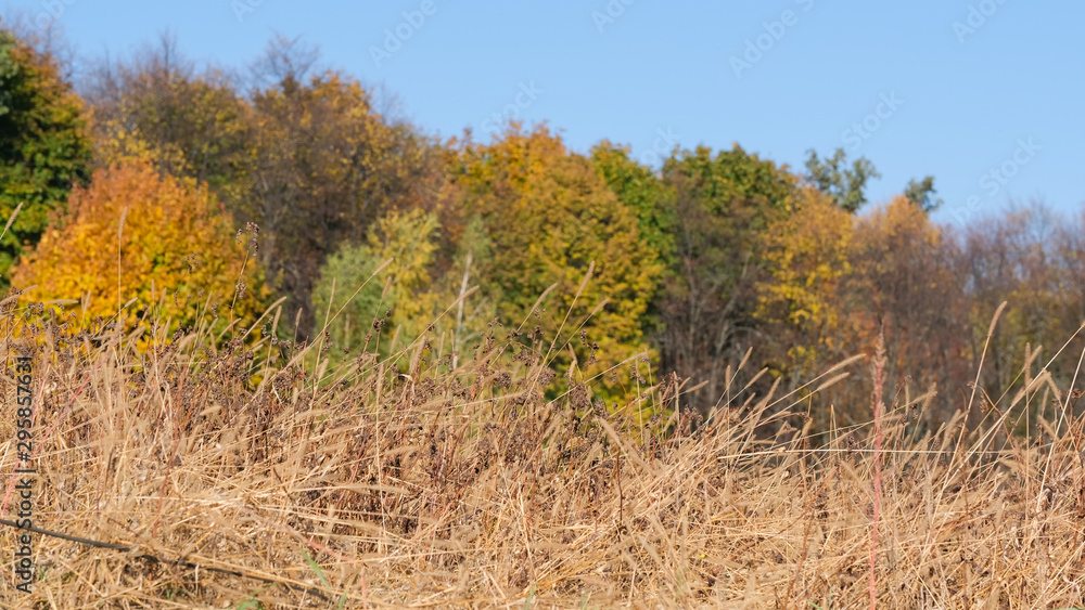 Autumn colorful landscape with uncleaned buckwheat field on the edge of the forest plantation on a bright sunny day