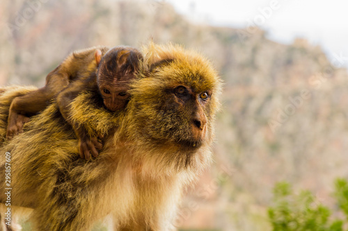 A baby monkey sitting at his mother