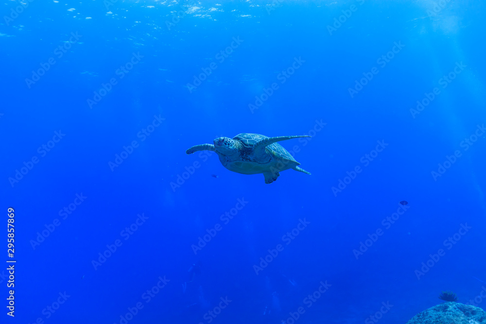 Fototapeta premium Ishigaki Island Diving - Green turtle swimming in the blue sea