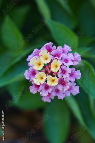 Closeup of pink and yellow Lantana flower. Cluster flowers.