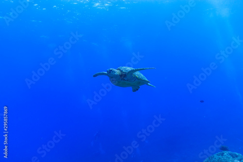 Ishigaki Island Diving - Green turtle swimming in the blue sea