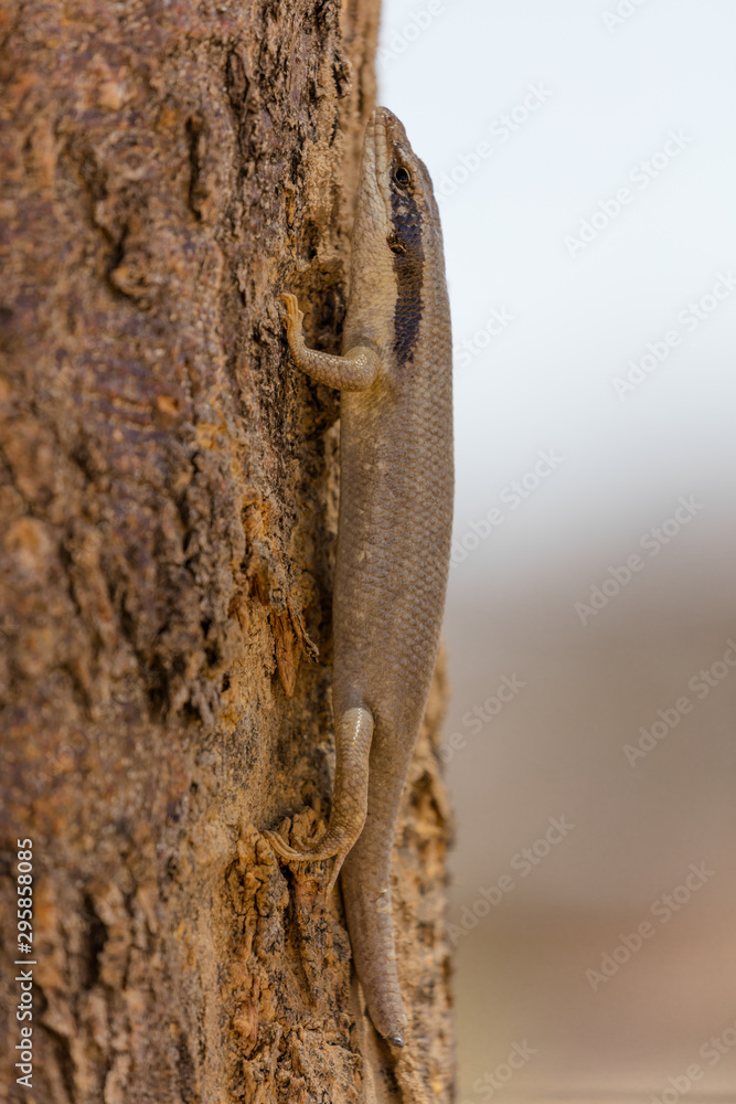 An Ovambo Tree Skink in the Erongo Region of Namibia An Ovambo Tree Skink in the Erongo Region of Namibia