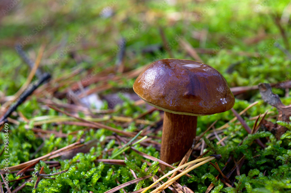 Bay bolete (Imleria badia) an edible, pored mushroom in green moss in polish forest. Mushrooming in autumn sunny day. Close-up Bay bolete (Imleria badia) an edible, pored mushroom in green moss in polish forest. Mushrooming in autumn sunny day. Close-up
