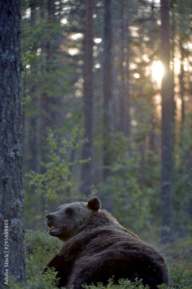 Brown bear in the summer forest at sunset. Green forest natural background. Scientific name: Ursus arctos. Natural habitat. Summer season. Brown bear in the summer forest at sunset. Green forest natural background. Scientific name: Ursus arctos. Natural habitat. Summer season.