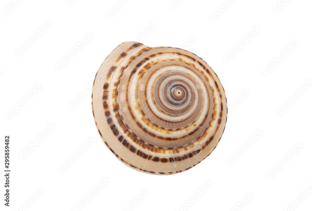 Brown seashell isolated on white background Brown seashell isolated on white background