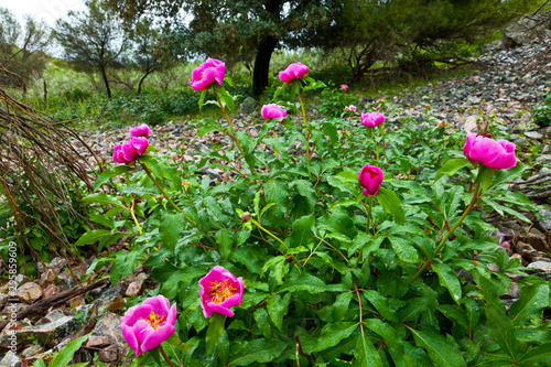 PEONY (Paeonia broteri), Monfrague National Park, Caceres, Extremadura, Spain, Europe photo