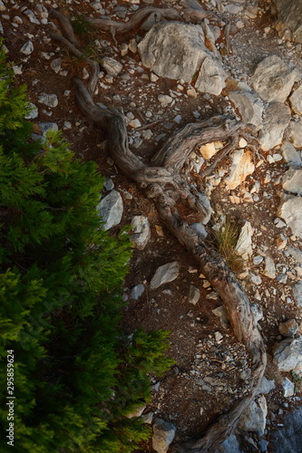 Tree roots with stones on the trail 2