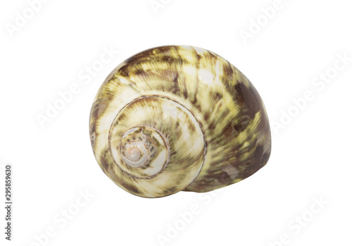 Green seashell isolated on white background