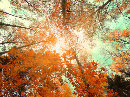 autumn landscape forest with yellow red leaves with sunny light beams