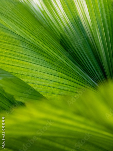 abstract green background of leaf of palm tree