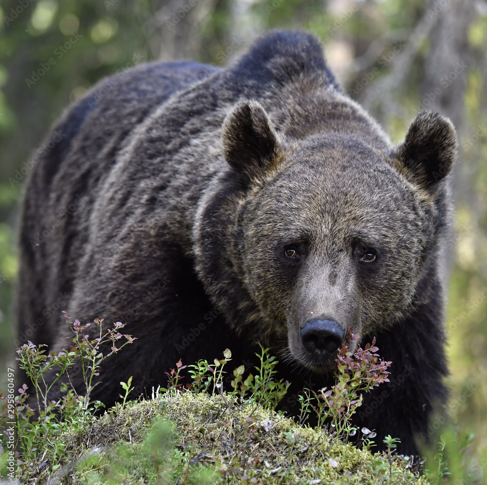 Close up portrait of Brown bear in the summer forest. Front view. Green pine forest natural background. Scientific name: Ursus arctos. Natural habitat. Summ Close up portrait of Brown bear in the summer forest. Front view. Green pine forest natural background. Scientific name: Ursus arctos. Natural habitat. Summ