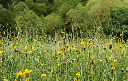 Blumenwiese mit Bäumen im Hintergrund