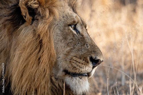 Fototapeta Naklejka Na Ścianę i Meble -  Lion portrait - Kruger National Park, South Africa