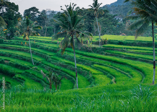 rice field in bali indonesia