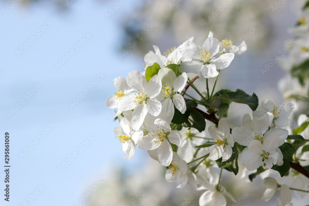 Blooming apple tree in spring time. Close-up. Blooming apple tree in spring time. Close-up.