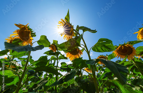 The sun shining through the flowers of sunflowers