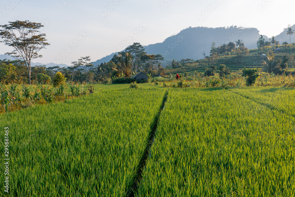 Fototapeta premium rural landscape in bali indonesia with green field and blue sky