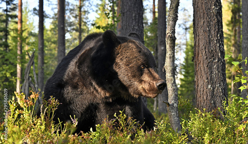 Close up portrait of Brown bear in the summer forest at sunset. Green pine forest natural background. Scientific name: Ursus arctos. Natural habitat. Summer season.