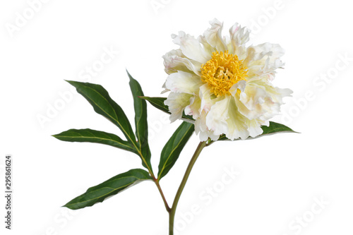 Rare variety peony flower with crumpled petals. Isolated on white background.
