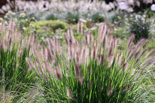 Garden of cereals with growing crab grass, African millet ( Pennisetum) close up, Poaceae Family. Pennisetum
