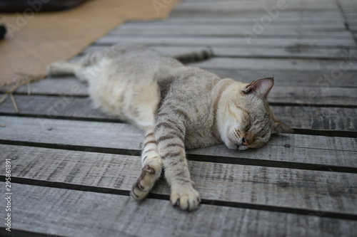 kitten or young gray cat sleeping on wooden way look lazy and cute