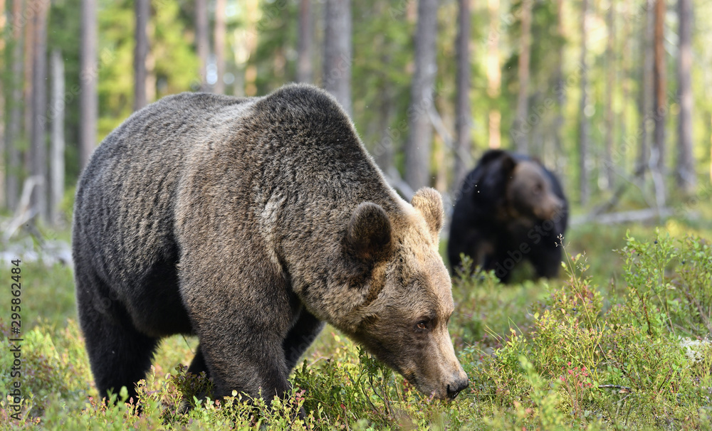 Brown bear in the summer forest. Green forest natural background. Scientific name: Ursus arctos. Natural habitat. Summer season. Brown bear in the summer forest. Green forest natural background. Scientific name: Ursus arctos. Natural habitat. Summer season.