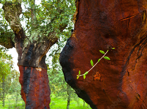 CORK OAK TREE (Quercus suber), Monfrague National Park, Caceres, Extremadura, Spain, Europe photo