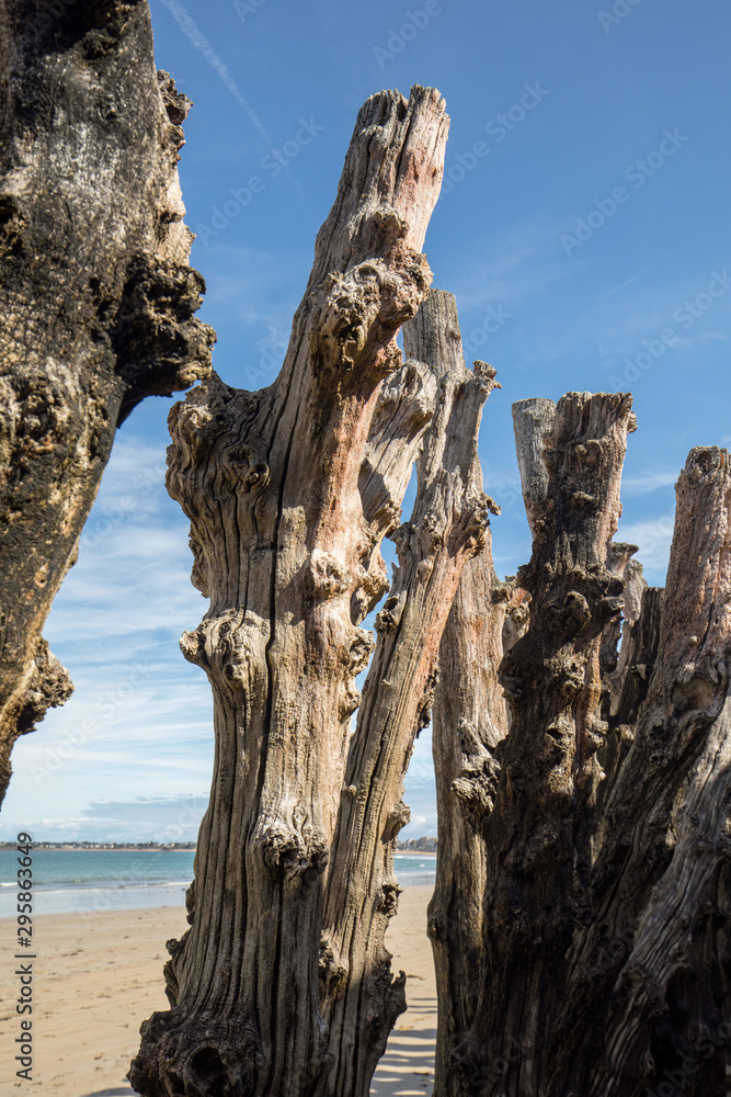 Big breakwater, 3000 trunks to defend the city from the tides, Plage de l'Éventail beach in Saint-Malo, Ille-et-Vilaine, Brittany, Big breakwater, 3000 trunks to defend the city from the tides, Plage de l'Éventail beach in Saint-Malo, Ille-et-Vilaine, Brittany,