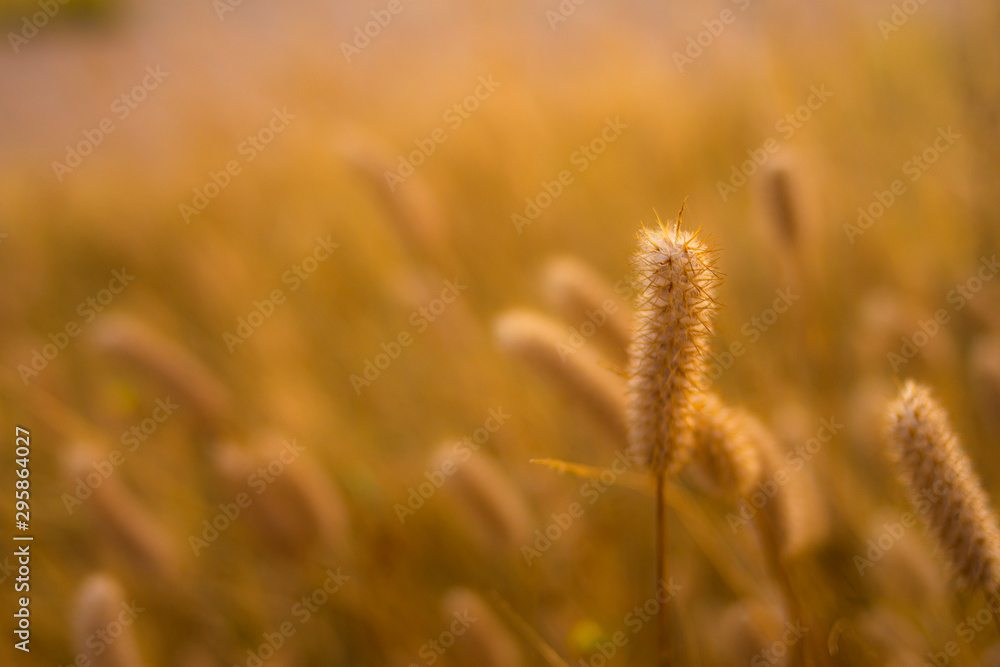 Waving valley of golden spikes in an ocher autumn Waving valley of golden spikes in an ocher autumn