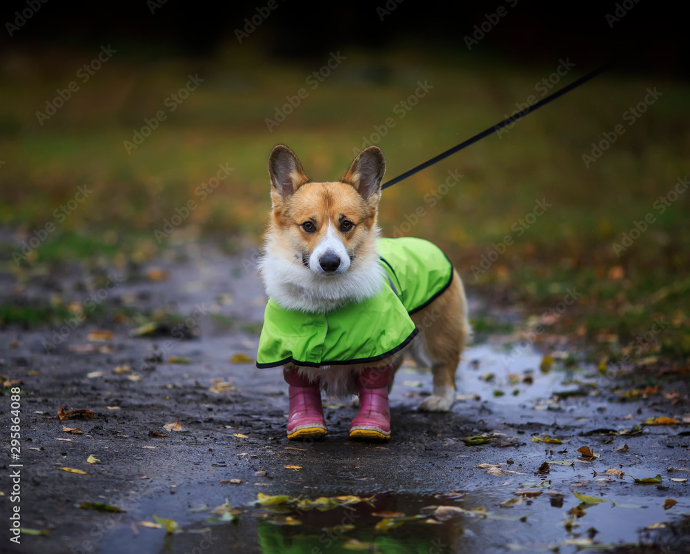 cute puppy a red haired Corgi dog stands for a walk in rubber
