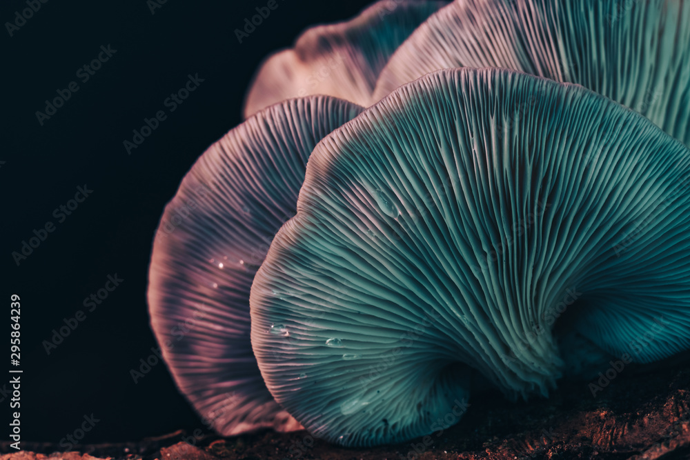 Beautiful bunch mushrooms color light in the tree  black background texture. Macro Photography View. - obrazy, fototapety, plakaty 