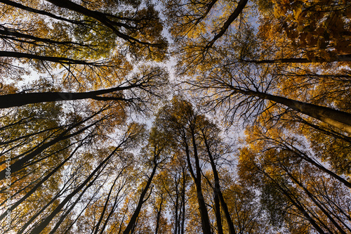 Bottom view of the tops of tall trees