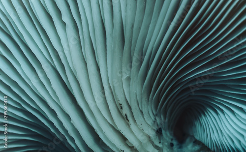 Beautiful mushrooms with color light background texture. Macro Photography view.
