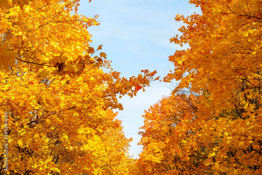 bright yellow maple leaves against a blue sky. autumn concept.
