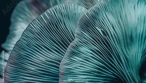 Close up beautiful bunch mushrooms color light in the tree background texture. Macro Photography View.
