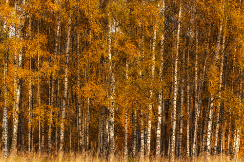 Autumn pattern of golden birch