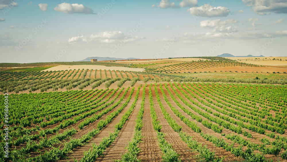 Vineyards located in Extremadura, Spain