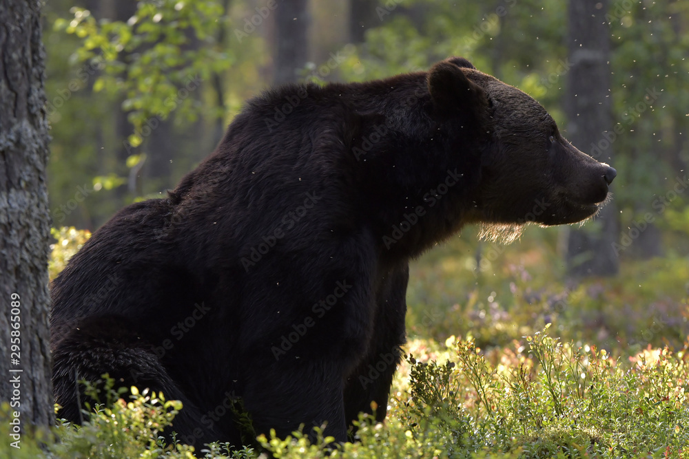 Brown bear in the summer forest at sunset. Green forest natural background. Scientific name: Ursus arctos. Natural habitat. Summer season. Brown bear in the summer forest at sunset. Green forest natural background. Scientific name: Ursus arctos. Natural habitat. Summer season.