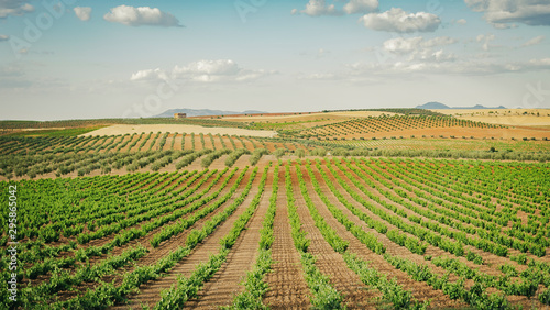 Vineyards located in Extremadura  Spain