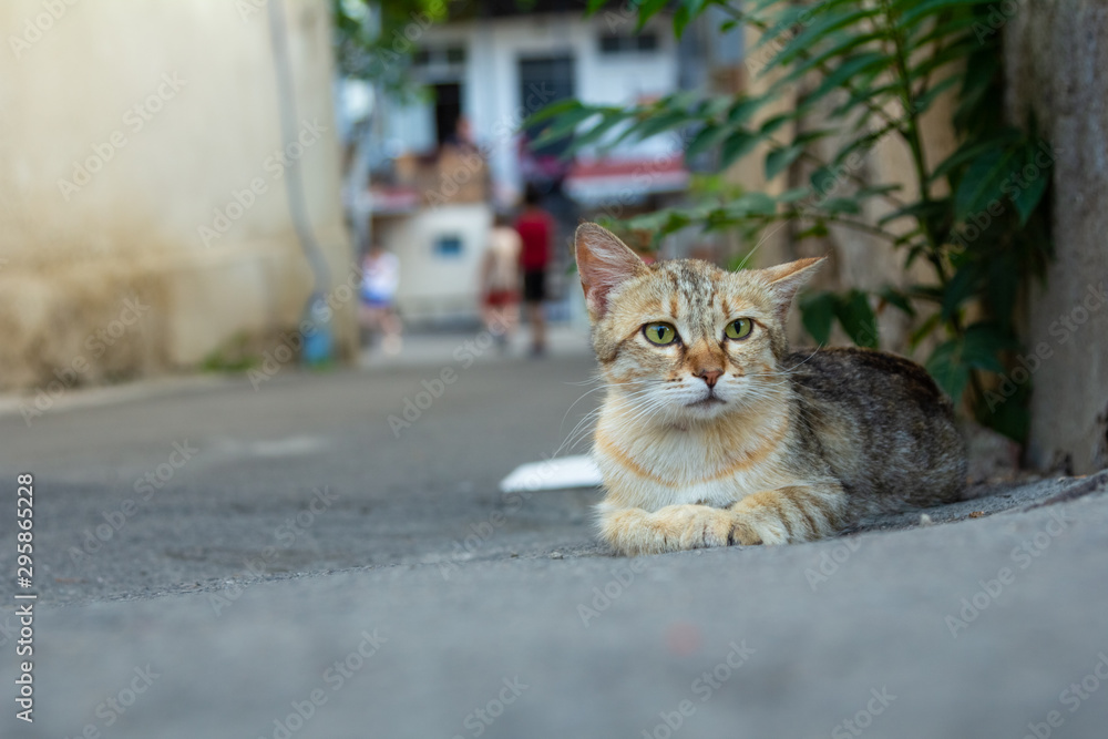 Fototapeta premium The Cat Lies On The Asphalt Near The House