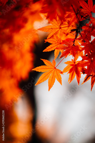 Maple.Autumn colored leaves. Autumn background.