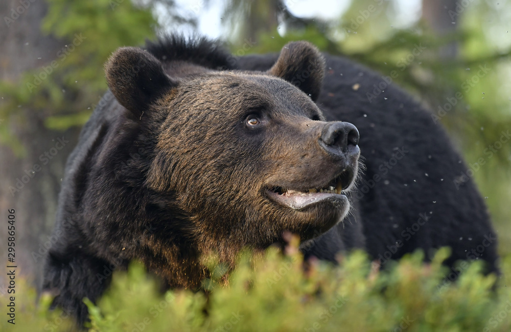 Close up portrait of Brown bear with open mouth in the summer forest. Front view. Green forest natural background. Scientific name: Ursus arctos. Natural habitat. Summer season. Close up portrait of Brown bear with open mouth in the summer forest. Front view. Green forest natural background. Scientific name: Ursus arctos. Natural habitat. Summer season.