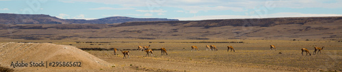 Herd of lamas in steppe of Patagonia