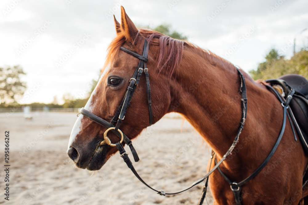 Obraz premium Horse on ranch. Portrait of a brown horse