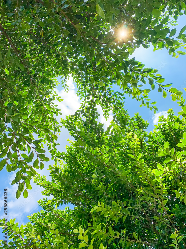 Fototapeta premium Green leaves under sunshine
