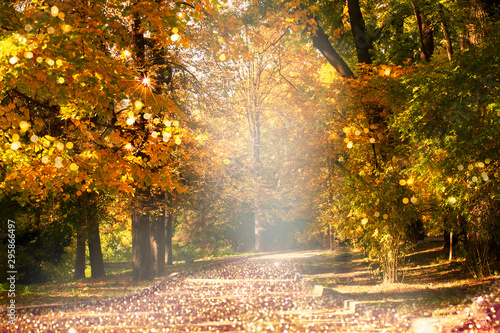 Empty path road in park with autumnal trees with yellow fall leaf foliage and solar reflectionds. Outdoor botanical garden relaxation, travel to fairytale, journey into fabulous golden autumn forest. photo