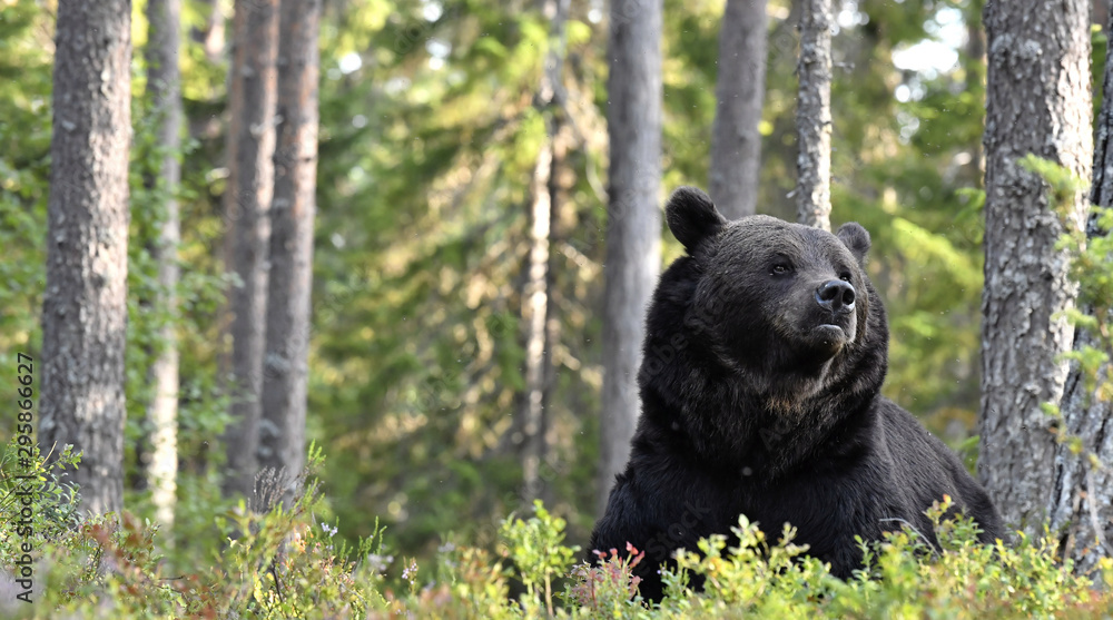 Brown bear in the summer forest. Front view. Green forest natural background. Scientific name: Ursus arctos. Natural habitat. Summer season. Brown bear in the summer forest. Front view. Green forest natural background. Scientific name: Ursus arctos. Natural habitat. Summer season.