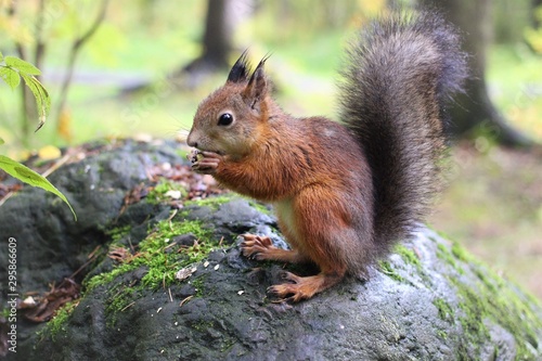 squirrels in the forest